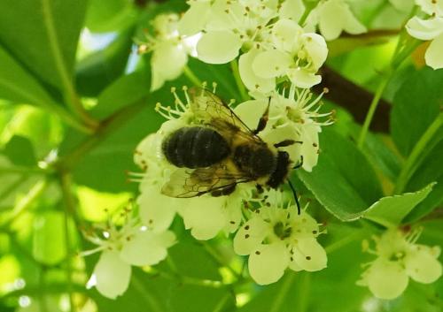 Andrena sp.